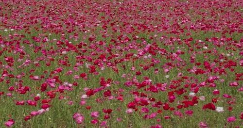 Pink poppy flower field garden