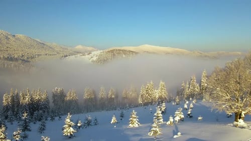 Amazing winter landscape with pine trees of snow covered forest in cold foggy mountains at sunrise.