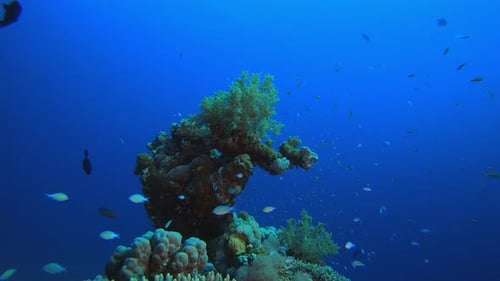 Underwater Sea Coral Tropical Reef