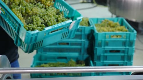 Putting Grapes in Automatic Wine Grape Crusher or Press