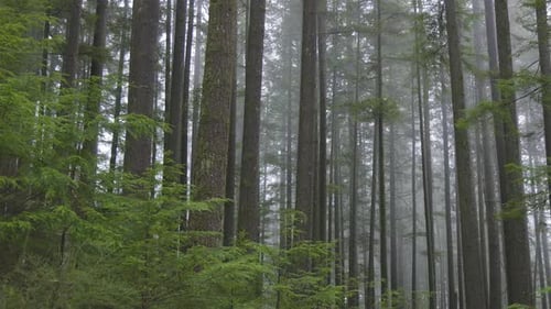 Canadian Forest View