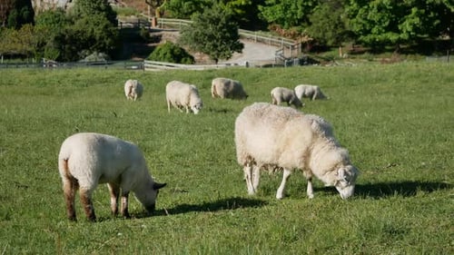 A group of sheep eating grass in green field at Wanaka Town