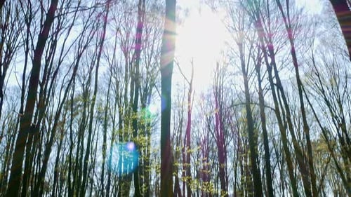 Spring Forest Sunny Day