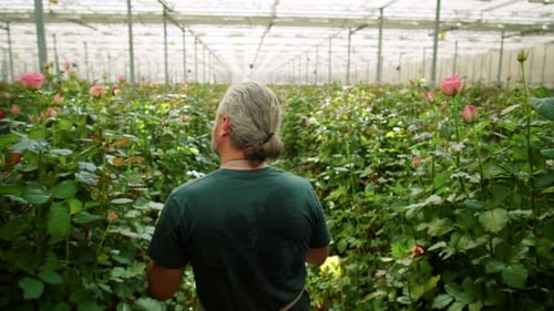 Man Inspecting Roses in Large Commercial Greenhouse