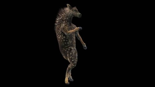 Animated 3D Peccary Standing and Moving Loop