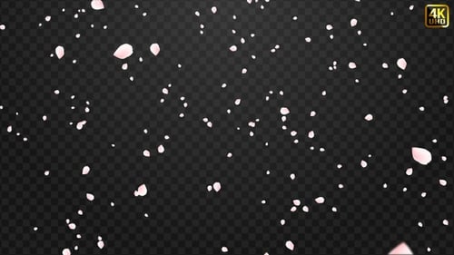 Gentle Falling Pink Petals Animation Overlay