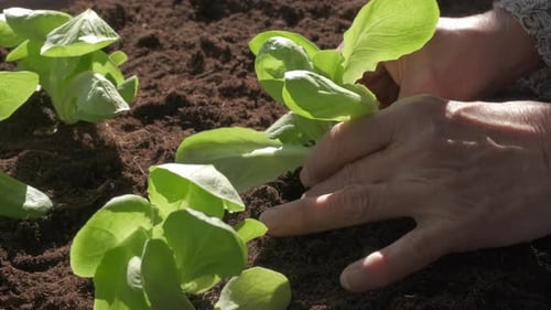 Hands Planting Lettuce in Garden Soil