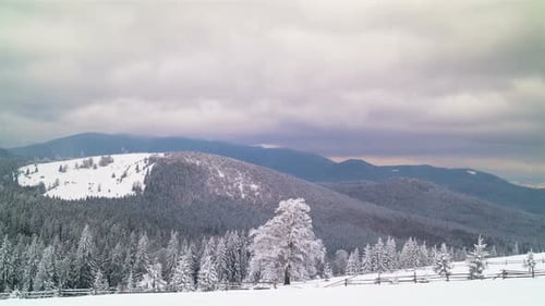 The Winter Mountain Forest