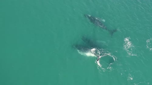 Aerial view of humpback whales.