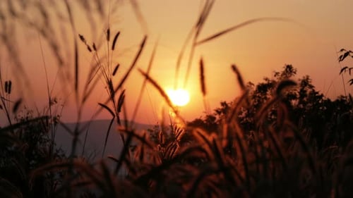 Grasses Glimmering in Warm Golden Sunset Light