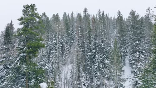 Snowfall in Winter in Evergreen Spruce Forest with Tall Green Pine Trees Aerial