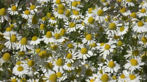 Field of Chamomile Flowers Blooming in Sunlight
