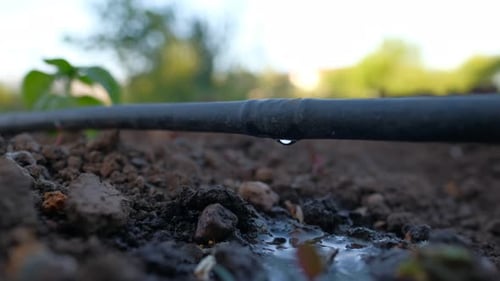 Drip Irrigation Water Slowly Drops Onto Soil
