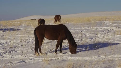 A Herd of Horses in Winter