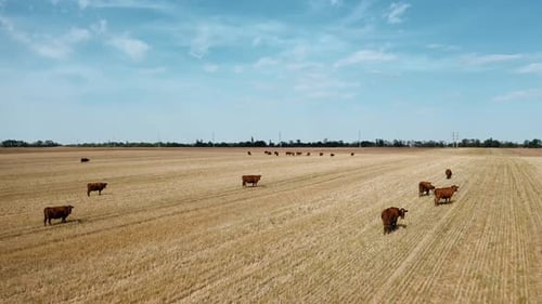 Top View of a Cow Pasture Near a Wind Farm Where Cows Graze