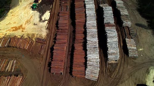 Eine große Anzahl gefällter Bäume im Sägewerk