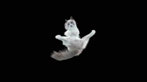 Katze tanzt HD