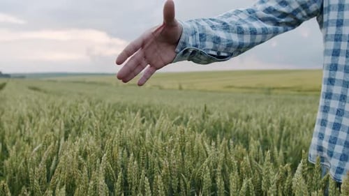 Close View of Handshaking and Clenching of Two Men in Green Wheat Field