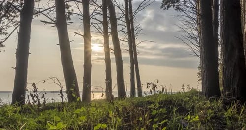 Wild Forest Lake Timelapse at the Summer Time. Wild Nature and Rural Meadow. Green Forest of Pine