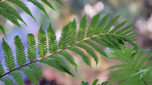 Lush Green Fern Leaves in Nature