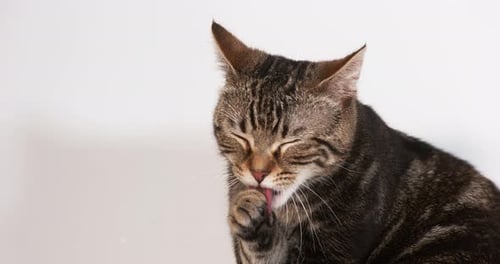 Brown Tabby Domestic Cat Licking against White Background, Slow motion 4K