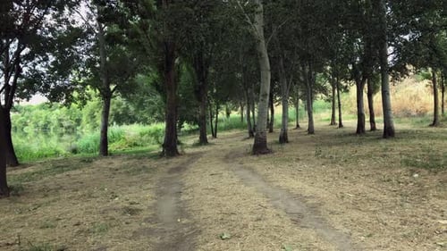 Walk through the forest on the river bank