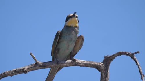 Bee-eater on a tree branch