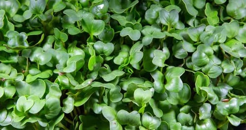 Close Up of Healthy, Green Microgreens