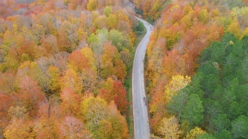 Winding Road Through Autumn Forest Aerial View