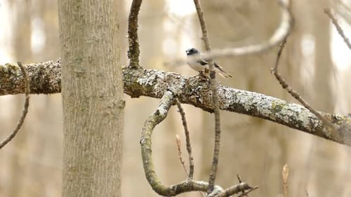 Small Bird Perching and Flying from Branch