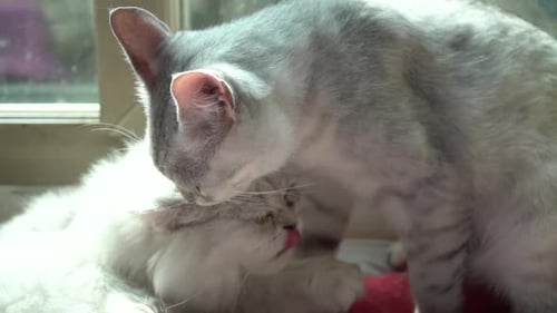 Two Cats Grooming Each Other Indoors, Close Up