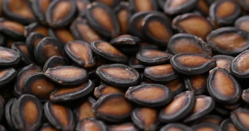 Black watermelon seed