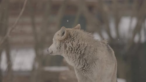 Portrait of a Grey Wolf Canis Lupus in Winter Closeup of a Predator
