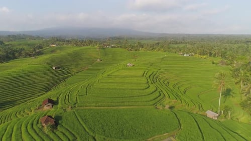 Rice Fields with Agricultural Land in Indonesia