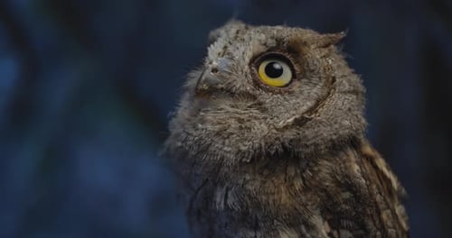 Cute Owl with Big Eyes Is Moving Its Head, Wildlife, Predator,