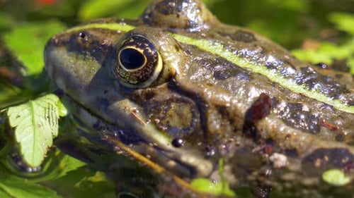 Macro close up of wild frog with large eyes resting in planted pond during sunlight