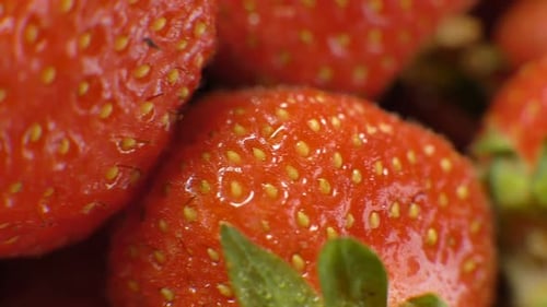 Motion Along Delicious Fresh Ripe Strawberry Berries Closeup