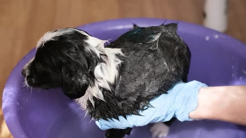 Cute Puppy Getting a Bath in Purple Tub