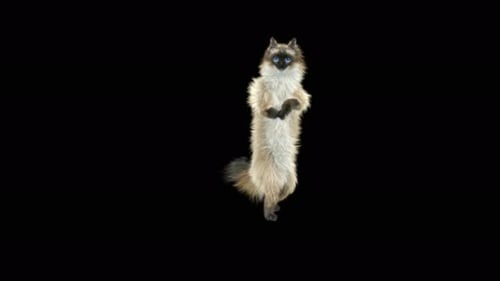 Animated Realistic Fluffy Cat Standing on Hind Legs
