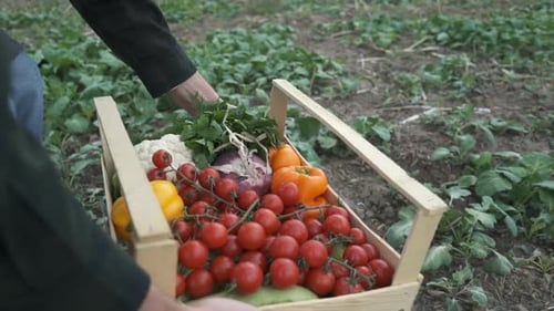 Wooden Crate Filled with Freshly Harvested Vegetables