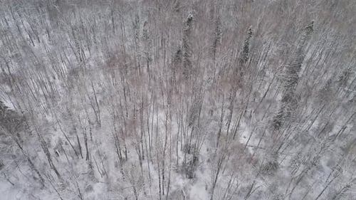 Winter Landscape with Forest