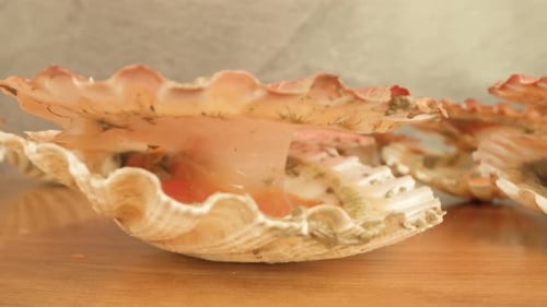Pétoncles marins vivants couchés dans un studio lumineux avec des muscles ouverts