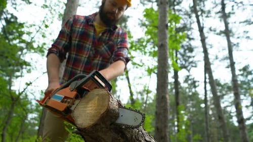 Cutting Through Wood with Chainsaw