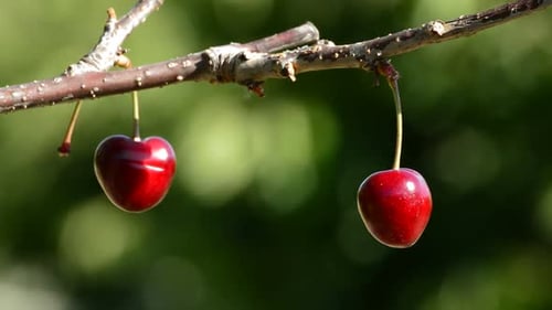 Deux cerises suspendues à une branche