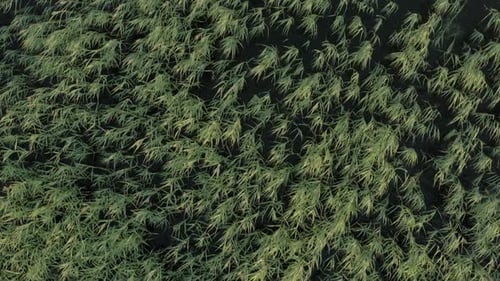 Aerial View of Reeds Blowing in the Wind
