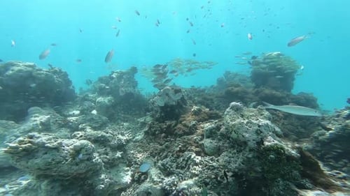 School of fish under water