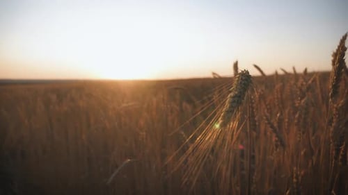Ears of Golden Wheat Close Up at Sunlight. Concept Harvest.