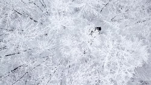 Winter Nature Forest Landscape