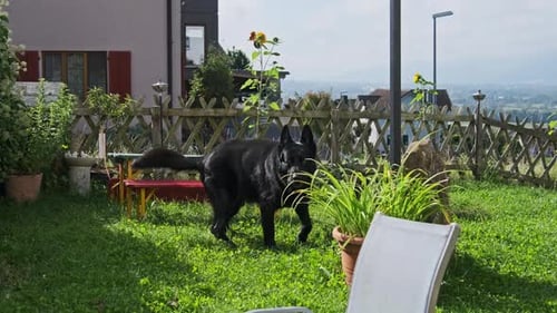 Domestic Dog of Shepherd Breed Walks and Barks on Green Lawn in Courtyard House