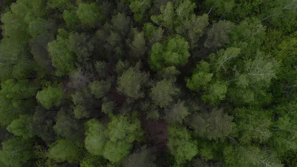 Amazing green forest rotation from above, Nature Stock Footage ft ...